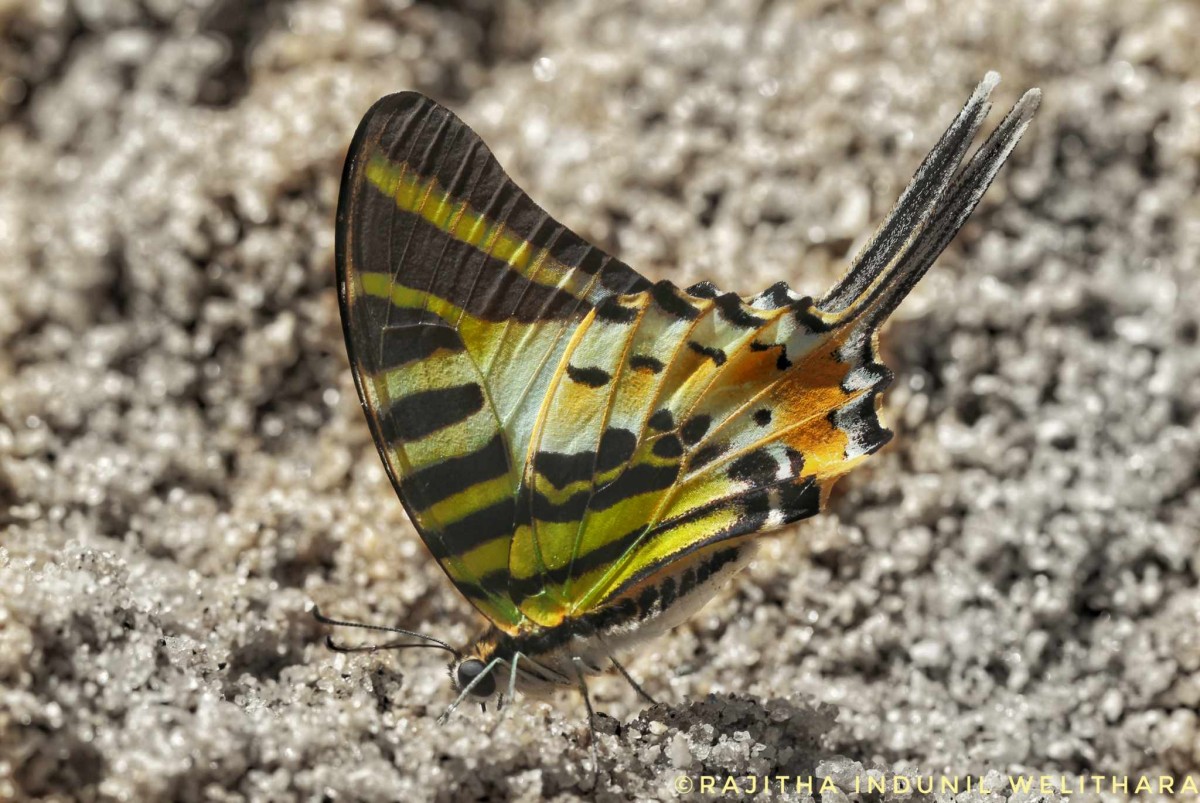 Graphium antiphates Cramer, 1775